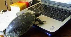 turtle techie