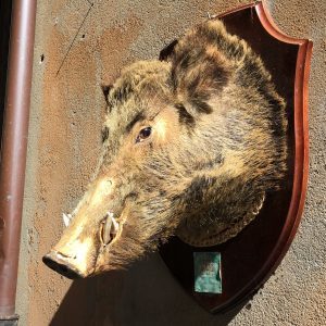 Boar's head at Norcineria Dai Fratelli