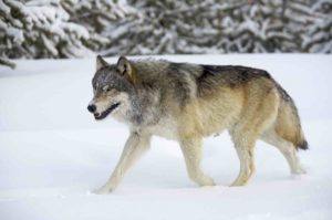 Wolf by Henry Holdsworth