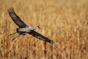 Bosque del Apache crane