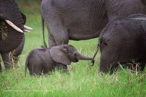 savingwild images