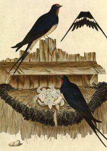 An illustration of a swallow from "Nederlandsche Vogelen", 1770.