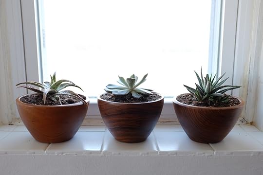 Succulents replanted into teak bowls