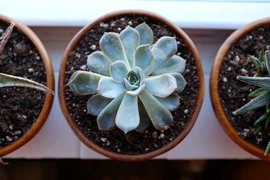 Windowsill succulents <3