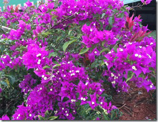 Bougainvillea