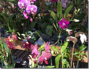 Flamingo Nursery3