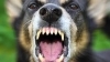 Dunbar Dog Aggression Seminar