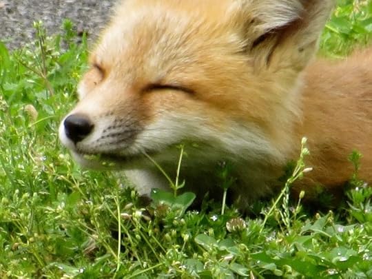 The Fox Diaries