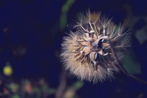 Dandelion