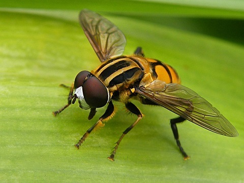 Photo: How to tell a bee from a wasp from a fly