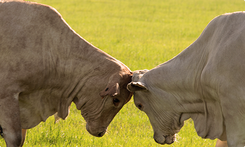managing conflict