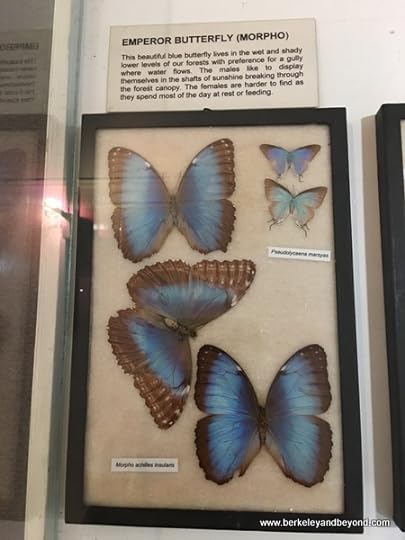 Emperor Butterfly display at The National Museum & Art Gallery of Trinidad & Tobago in Port of Spain, Trinidad