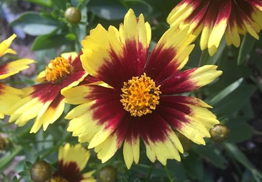 A Pop of Spring Color - Monrovia Coreopsis