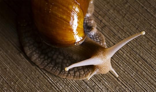snail-wakes-up