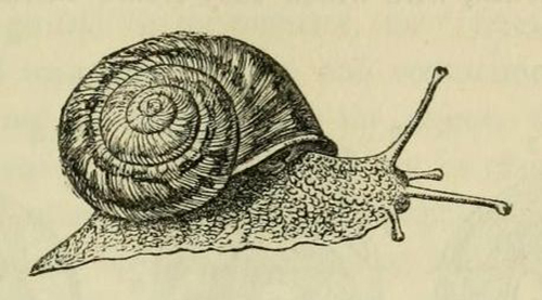 snail wakes up woodcut