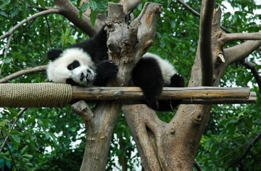 Panda Diplomacy Conquering the World through Charming Creatures