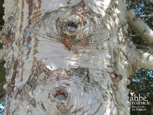 Tree Eyes