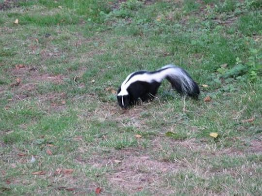 skunk