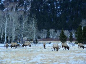 elk at rocky mt nat park