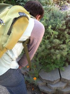 la brea calif tar pits poppies