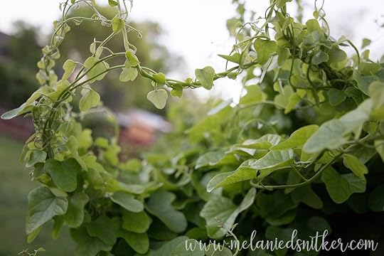 Spring in Texas: Backyard Beauty by Melanie D. Snitker