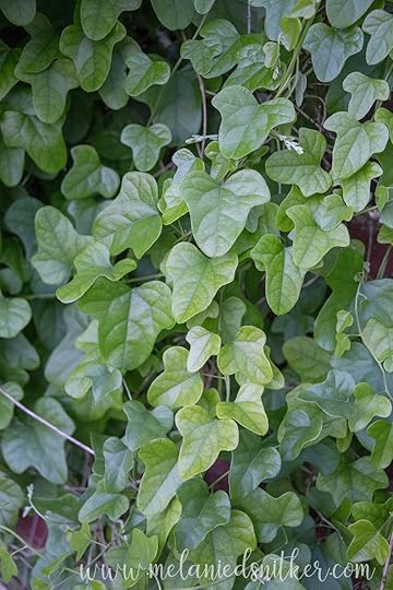 Spring in Texas: Backyard Beauty by Melanie D. Snitker