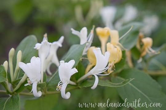 Spring in Texas: Backyard Beauty by Melanie D. Snitker