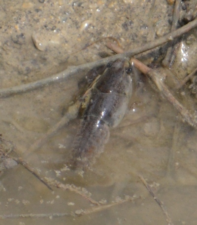 Crayfish-spare-lot-B-04-04-2017