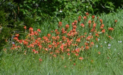 Indian-paintbrush-03-30-2017