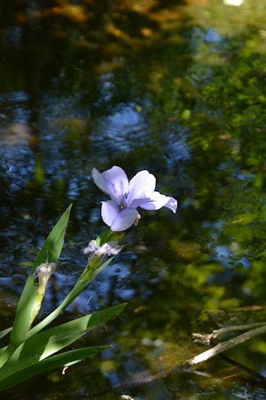Blue-water-iris-04-06-2017