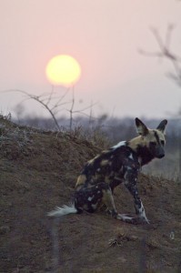 tintswalo safari