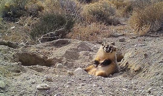 badger buried a cow