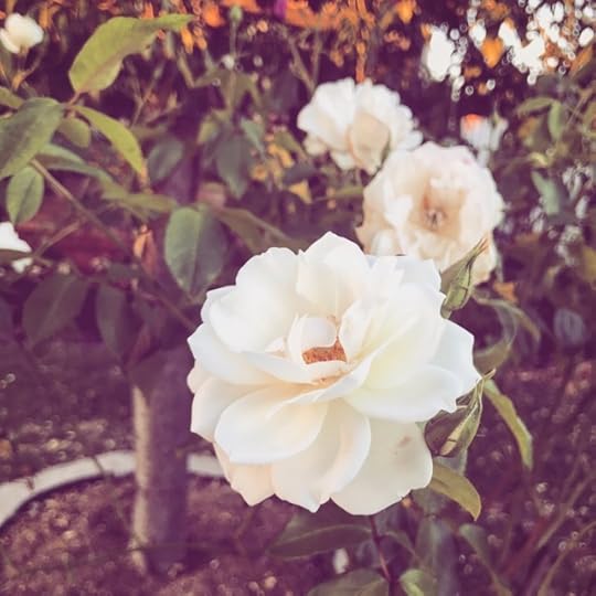 White roses...time to stop and smell a few