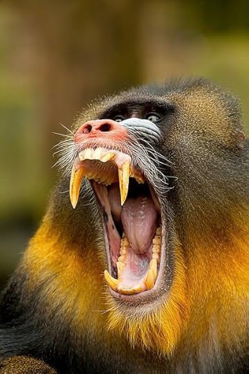Mandrill