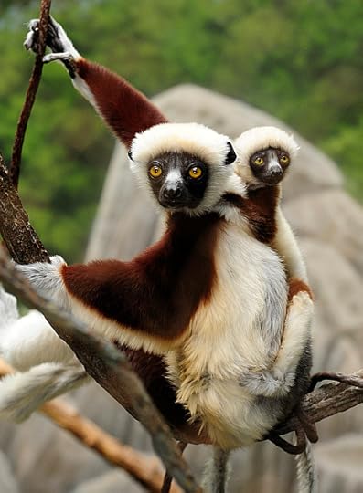 Sifaka
