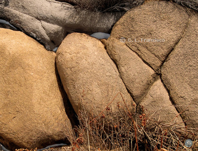 Stones of Easter: Bread. Photo C.L. Francisco