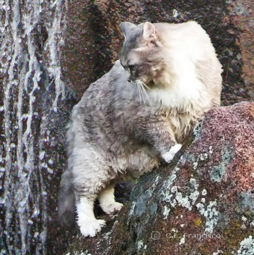 EasterCat