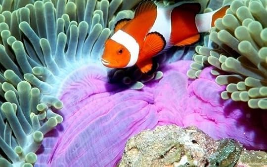 Amphiprion_percula_3d