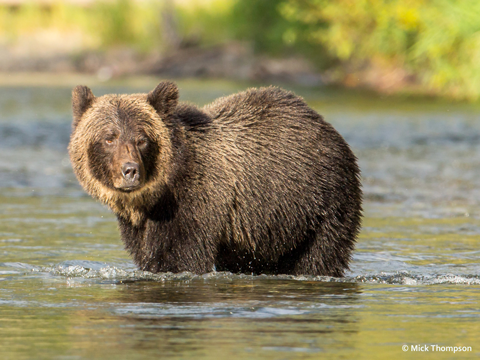 Photo: B.C.'s grizzlies and human-caused mortality in 2016