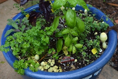 Fungus-in-herb-garden-04-11-2017