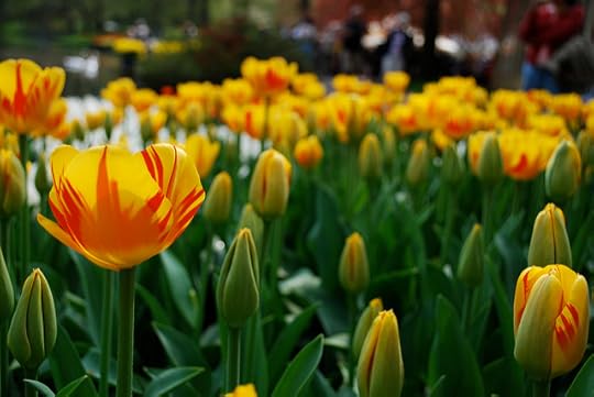 Tulips from Flickr via Wylio
