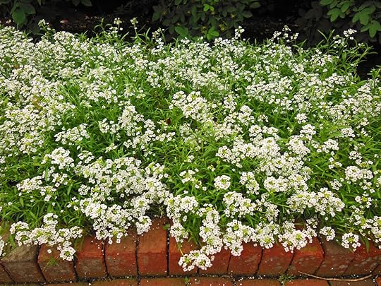 Alyssum flower lobularia maritima