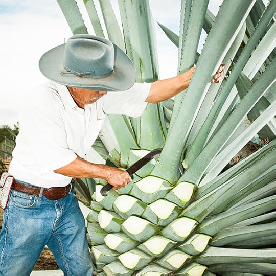 Brian Finke, Don Lorenzo Angeles taking a break with a machette, Mezcal Real Minero, Santa Catarina Minas, Oaxaca, Mexico, 2016 Courtesy the author 