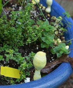 Fungus-in-herb-garden-closeup-04-11-2017