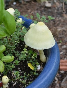 Mushroom-day-later-04-12-2017