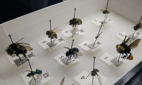 Photo: How to identify different kinds of bees