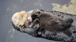 Nature words like otter going extinct
