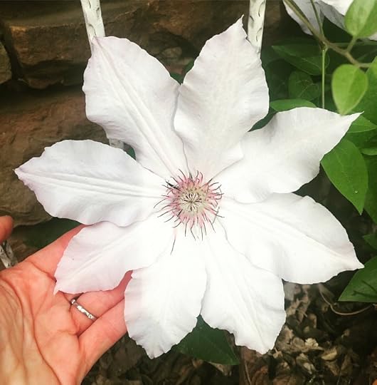 How to Grow Clematis