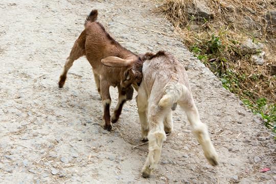 tussle