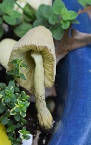 Mushroom-collapse-04-13-2017